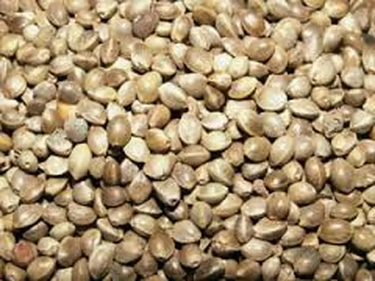 خواص شاهدانه بو داده  را بشناسید