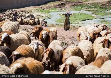 کوچ عشایر