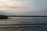 
پاکسازی 320 هکتار تالاب انزلی از سنبل آبی
