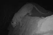 عکس جدید از پلنگ ایرانی در قزوین