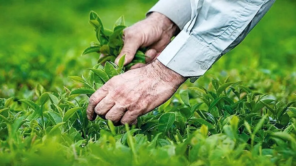 کمبودی در عرضه چای نداریم/ خبر خوش برای چایکاران