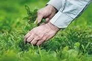 کمبودی در عرضه چای نداریم/ خبر خوش برای چایکاران
