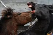 نبرد وحشیانه اسب ها / گزارش تصویری 