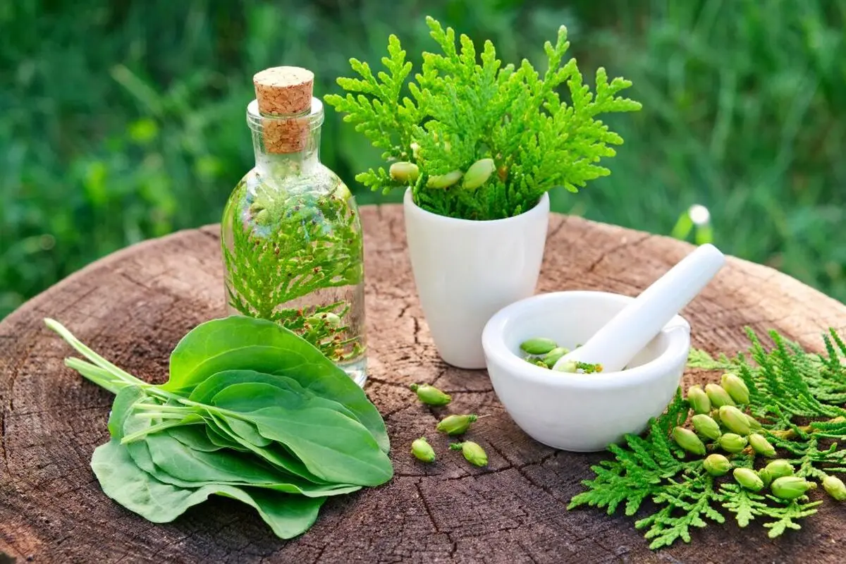 توصیه سازمان بهداشت جهانی: نهادینه کردن طب سنتی در نظام سلامت