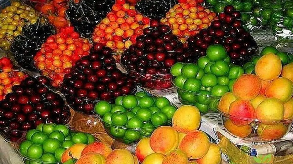 گوجه سبز و زردآلو ارزان شد
