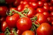 قیمت گوجه‌فرنگی به مرز ۱۰۰ هزار تومان رسید