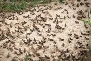 هجوم ملخ به مزارع مازندران