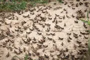 هجوم ملخ به مزارع مازندران
