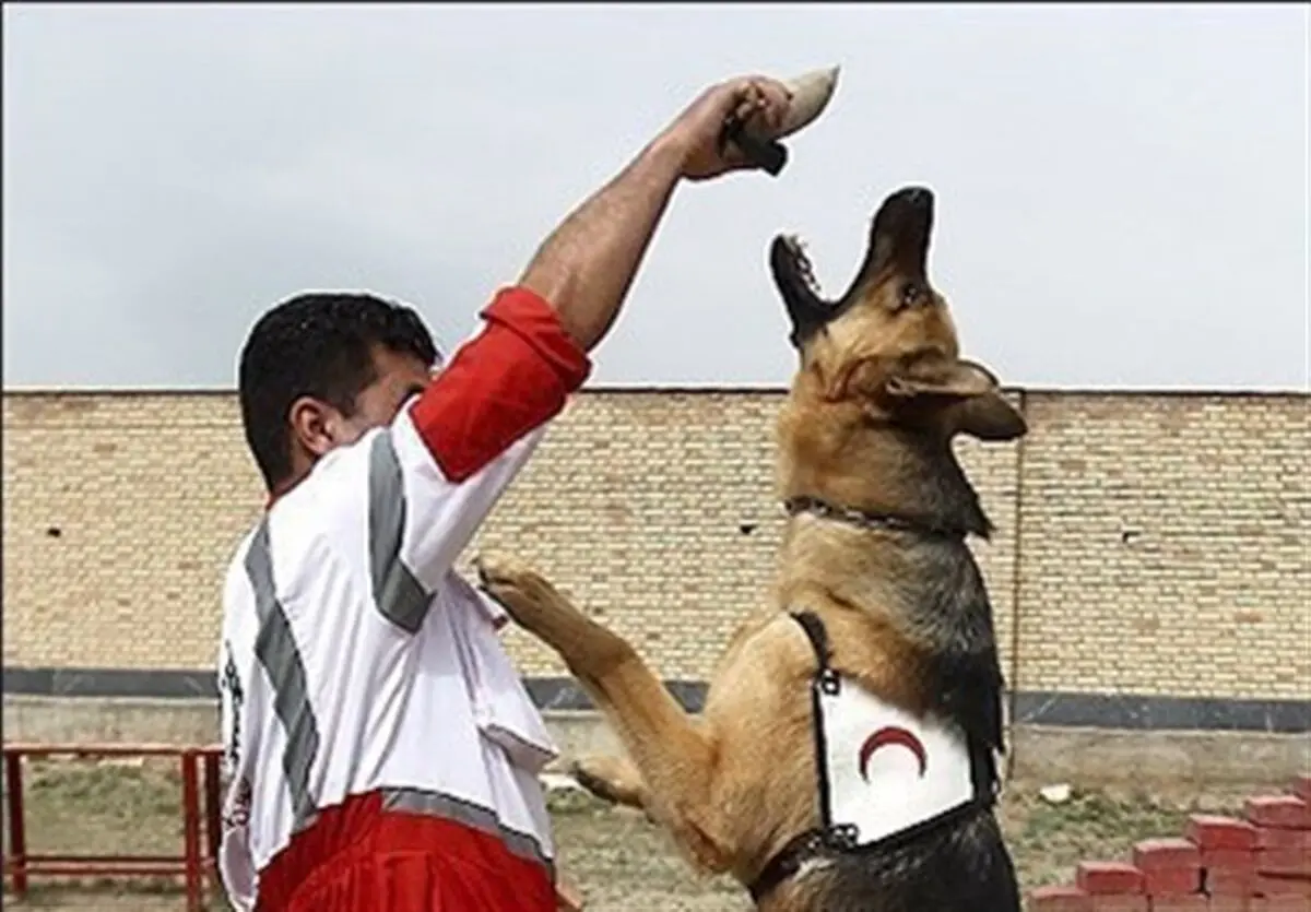 تنها 8 سگ زنده یاب در تهران 