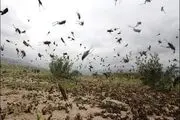 جیرجیرک‌ها به شهرستان مرزی مهران هجوم آوردند
