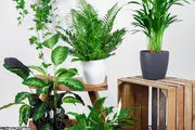 ۶ گیاه آپارتمانی محبوب برای دوستداران طبیعت