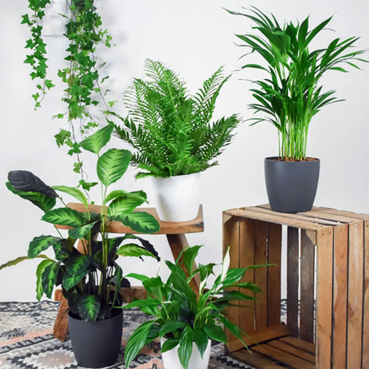 ۶ گیاه آپارتمانی محبوب برای دوستداران طبیعت