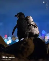 CuXYYwZqAmCM