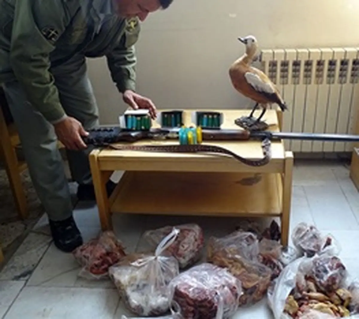 کشف گوشت گراز ،لاشه اردک وحشی، غاز وحشی،کبک در زنجان