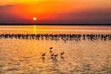 پرندگان مهاجر