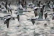 بیش از 190 گونه پرنده در خطر انقراض