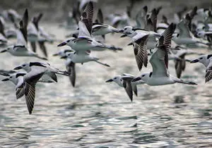 بیش از 190 گونه پرنده در خطر انقراض