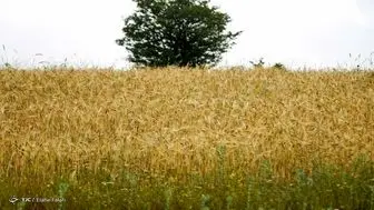 کشاورزان و عشایر هشدار وزش باد را جدی بگیرند
