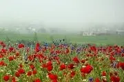 بهار را در اردبیل تجربه کنید/گزارش تصویری
