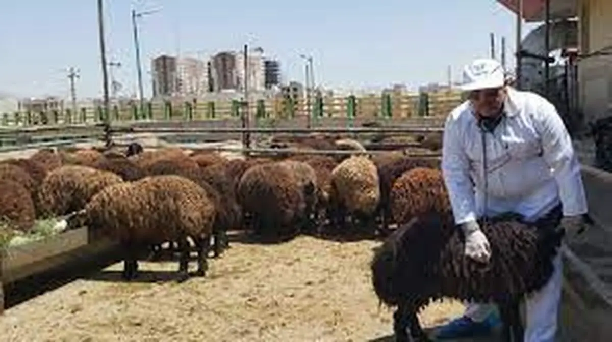 ۷ توصیه دامپزشکی برای ذبح دام عید قربان که برای سلامت شما مهم است!

