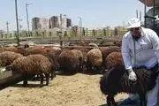 ۷ توصیه دامپزشکی برای ذبح دام عید قربان که برای سلامت شما مهم است!

