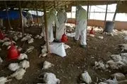 تشدید آنفولانزای پرندگان با سرد شدن هوا
