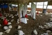 ۹ استان درگیر آنفلوآنزای حاد پرندگان