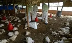 شیوع آنفلوانزای پرندگان در کشور 