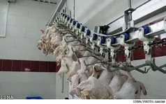 فروش مرغ ۴۶۵۰ تومانی از امروز آغاز شد