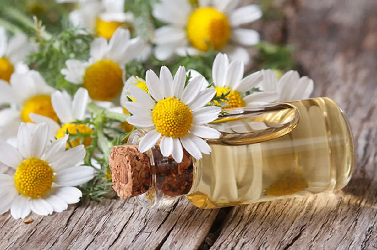 خواص شگفت انگیز دارویی گیاه بابونه