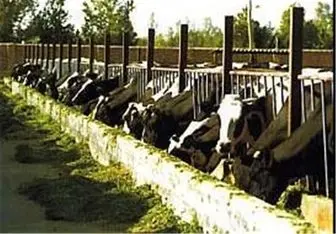  ۱۰ میلیون کیلو شیر از دامداران خراسان رضوی خریداری شد 