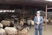 میدان بزرگ فروش دام در گنبدکاووس به روایت تصویر