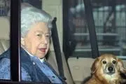 
ملکه انگلیس و سگش قرنطینه شدند
