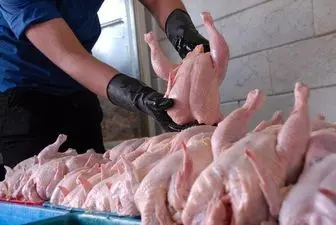 تداوم کاهش قیمت مرغ در بازار