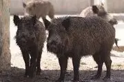 حمله گراز های وحشی به کشاورزان نیکشهری