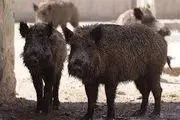 حمله گراز های وحشی به کشاورزان نیکشهری