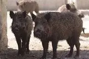 حمله گراز های وحشی به کشاورزان نیکشهری