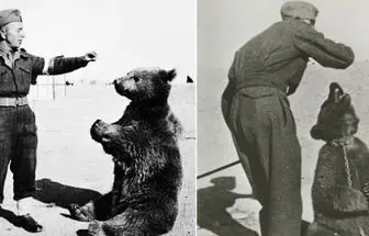 ماجرای خرس مشهور ایرانی که به سربازی رفت! + عکس
