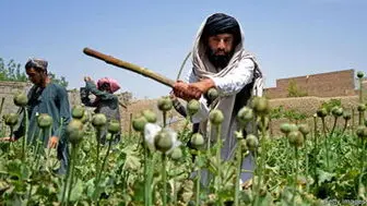 طالبان زمین‌های کشت تریاک را از بین برد