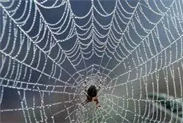 بزرگ‌ترین الیاف جهان از تار عنکبوت ساخته شد