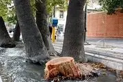 جایگزینی 400 اصله درخت به جای درختان آلوده تا پایان اسفند