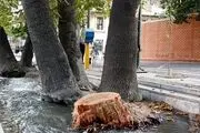 جایگزینی 400 اصله درخت به جای درختان آلوده تا پایان اسفند