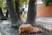 جایگزینی 400 اصله درخت به جای درختان آلوده تا پایان اسفند
