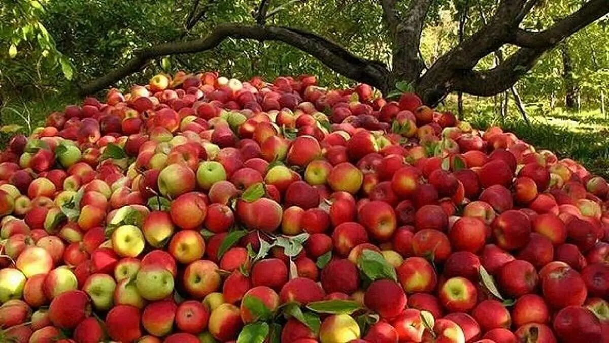 تولید محصولات باغی ۵۰ درصد افزایش می‌یابد
