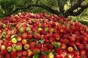 تولید محصولات باغی ۵۰ درصد افزایش می‌یابد
