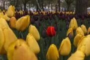 تنهایی لاله‌ها در بوستان ملت مشهد /عکس