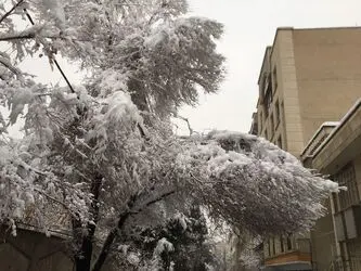 درخت 2