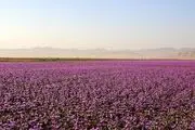 شهر زعفران/ گزارش تصویری