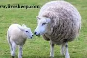  مزیت خرید گوسفند زنده به صورت اینترنتی

