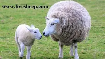  مزیت خرید گوسفند زنده به صورت اینترنتی

